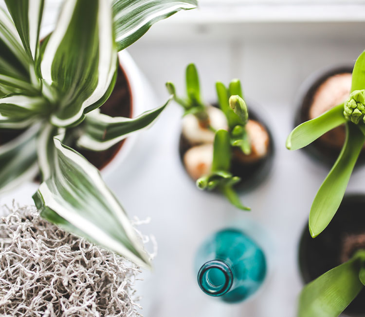 Plants Plants